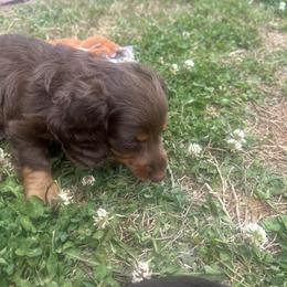 Dachshund Puppies from Dapper Doxies
