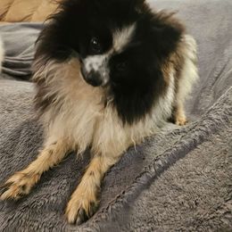 Charlie Scammell - Pomeranian