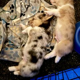 American Corgi Puppies from 5H Corgis