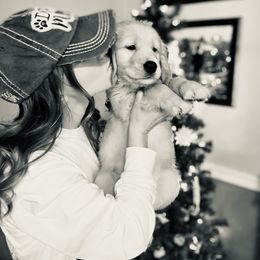 Goldendoodle Puppies from Desert Doods