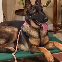 Daisy - Sable female German Shepherd puppy in Sierra Vista, Arizona from KnightWatch K-9