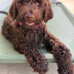 Morel - Orange Collar - Chocolate female Goldendoodle puppy in Garland, Texas from Twilight Doodles