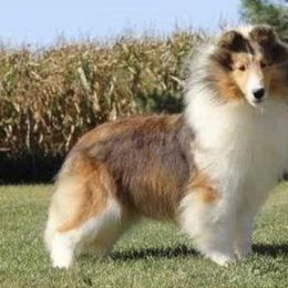 Shetland Sheepdogs from Cotton Hill Farm