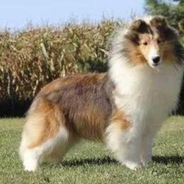 Shetland Sheepdogs from Cotton Hill Farm
