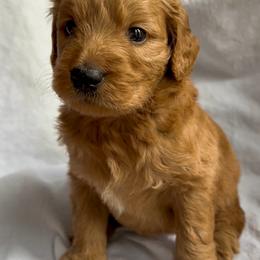 Mohegan - Red  male Goldendoodle puppy in Sterling, Connecticut from Justine’s Retrievers and Doodles, LLC
