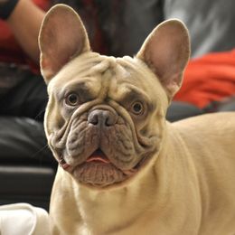 French Bulldog All Grown Up from Hudson Valley Frenchies