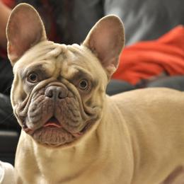 French Bulldog All Grown Up from Hudson Valley Frenchies