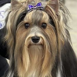 whiskey - Black tan and white Biewer Terrier puppy in Chesapeake, Virginia from Bellissima Biewers & Yorkies