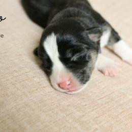 Coco - Black and tan female Pembroke Welsh Corgi puppy in Stockton, Utah from BW Corgis