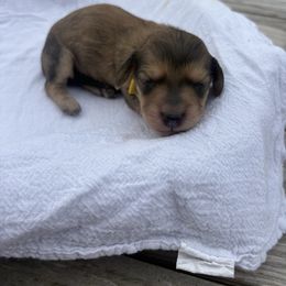 Spice - Cream female Dachshund puppy in Marshfield, Missouri from Hilltop Kennel LLC