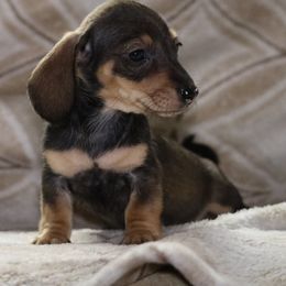 Dachshund All Grown Up from Gryphon Lane Dachshunds
