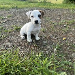 Felix - male Jack Russell Terrier puppy in Centerville, Pennsylvania from Rose Haven Farm