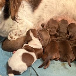 Dachshund Puppies from Jennifer Chadwell