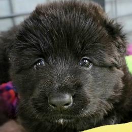 Shiloh Shepherd Puppies from Stunning Shiloh Shepherds
