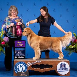 Kiwi - Golden Retriever