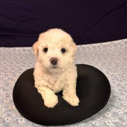 Max-Black Collar - White male Bichon Frise puppy in East Carondelet, (St Louis Metropolitan Area), Illinois from BichonSTL
