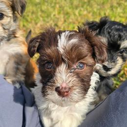 Rhiannon - Chocolate female Havanese puppy in Angier, North Carolina from Hoppy Havanese