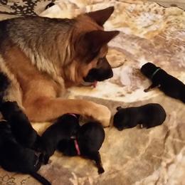 German Shepherd Puppies from Central Coast German Shepherds