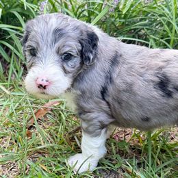 Pippin - Merle female Sheepadoodle puppy in Charleston & Kershaw, South Carolina from Atlas Harrold-Moore Sheepadoodles, LLC   (AHMS)