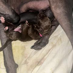 Old English Sheepdog and Peruvian Inca Orchid Puppies from La Siren