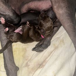 Old English Sheepdog and Peruvian Inca Orchid Puppies from La Siren