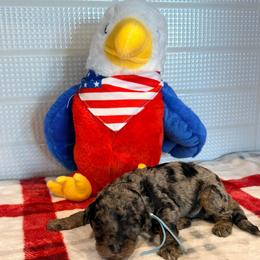 Argentina - Merle male Goldendoodle puppy in Houston, Texas from Were The Mack'Doodles