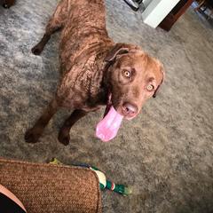 Chesapeake Bay Retriever All Grown Up from Sleepy Hollow Chesapeakes
