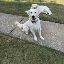 Bailey - Golden Retriever
