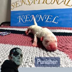 Dogo Argentino Puppies from Savs_sk9