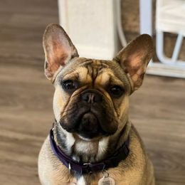 Lucy - French Bulldog