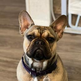 Lucy - French Bulldog
