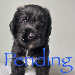 Cheeto - Black male Schnoodle puppy in Saint Augustine, Florida from Gunnie Luv, LLC