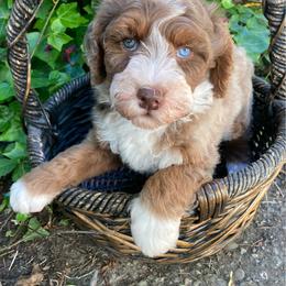 Jade - male Australian Mountain Doodle puppy in Port Orchard, Washington from Yukon Harbor Doodles