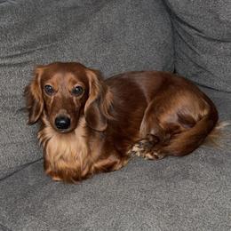 Weenie - Dachshund