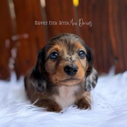 Preston - Dapple male Dachshund puppy in Robesonia, Pennsylvania from Happily Ever After’s Puppies