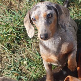 Lacey - Dachshund