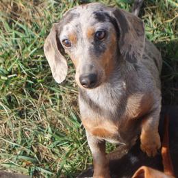 Lacey - Dachshund
