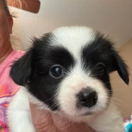 Female Puppy 5 - White and black female Papillon puppy in Kenly, North Carolina from Otto’s Papillons