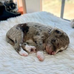 Peter - White and red merle male Bordoodle puppy in Valley Center, California from Circle R Valley Bordoodls