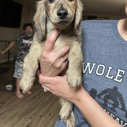 Dachshund Puppies from LovelylilDoxies