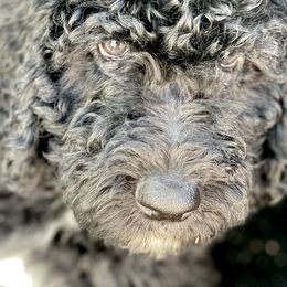Bernedoodles from Family Jewels Kennel