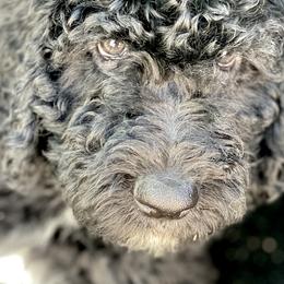 Bernedoodles from Family Jewels Kennel