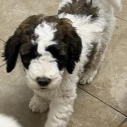 SULLIVAN - Brown and white male Saint Berdoodle puppy in San Antonio, Texas from Mammoth Doodles