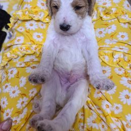 Poodle Puppies from Silly's Standard Poodles