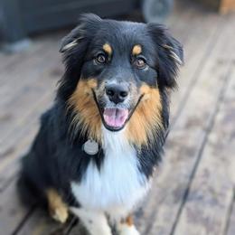Kai - Black tri-color female Australian Shepherd puppy in West Greenwich, Rhode Island from Ocean Cliff Aussies