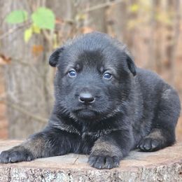 Fallon - Sable male German Shepherd puppy in Louisburg, North Carolina from Raven Oak's Shepherds & Dachshunds