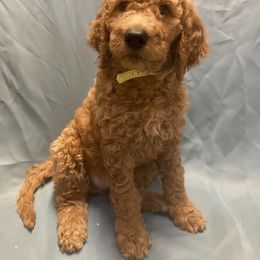 Goldendoodle Puppies from Main Street Goldendoodles