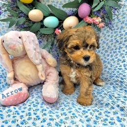 Arrow - male Cavapoochon puppy in Bullard, Texas from Cavapoochon Central LLC