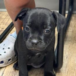 Ms. Yellow - Black female Staffordshire Bull Terrier puppy in Montgomery, Texas from KnowJokes Staffordshire Bull Terriers