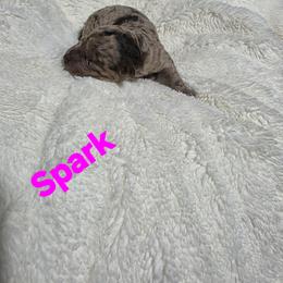 Spark - Red merle female Aussiedoodle puppy in Loveland, Colorado from A&L Ranch Aussiedoodles